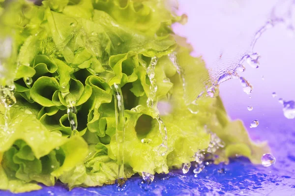 Зелений салат — стокове фото