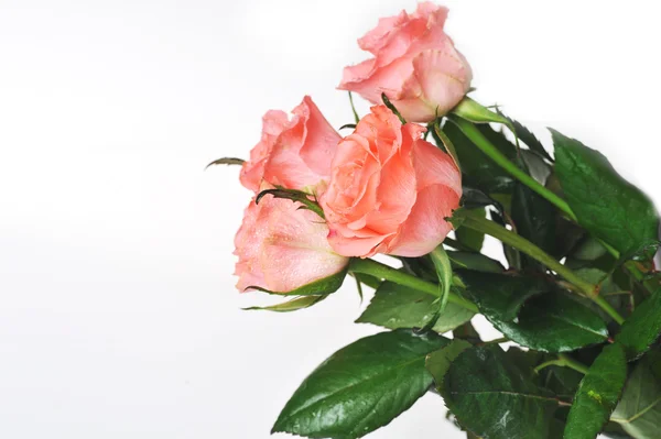 Ramo de rosas Imagen de archivo