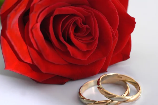 Rosa roja con anillos Imágenes de stock libres de derechos