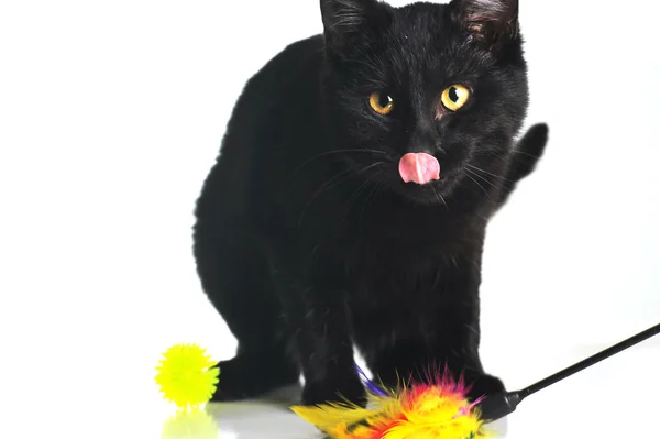 Černá kočka Stock Fotografie