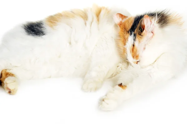 White cat with russet stains Royalty Free Stock Photos
