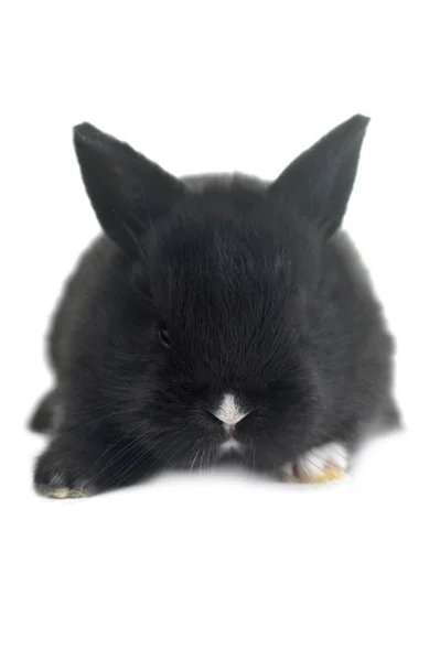 Beautiful rabbit Royalty Free Stock Photos