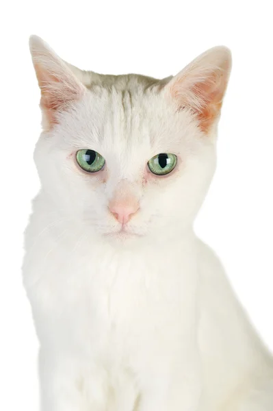 White domestic cat Stock Photo