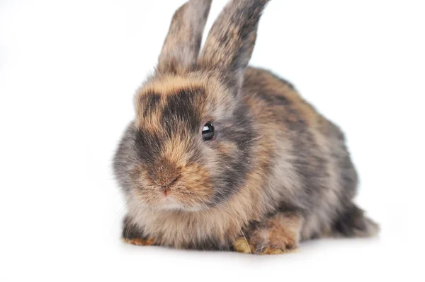 Brown fluffy rabbit Stock Picture