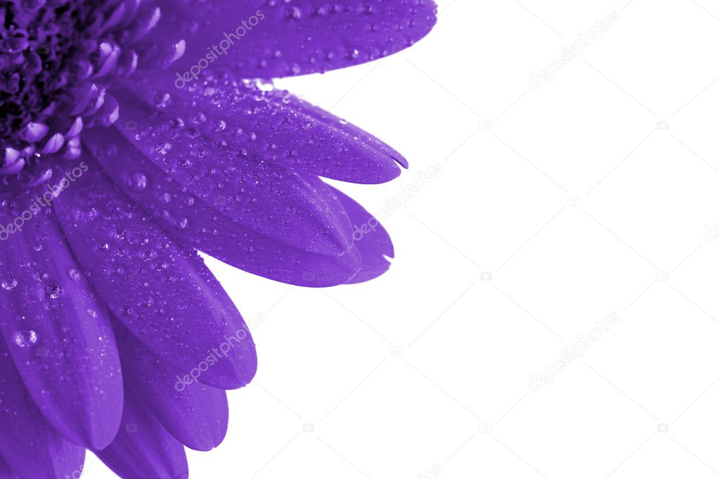 Fantasy purple flower