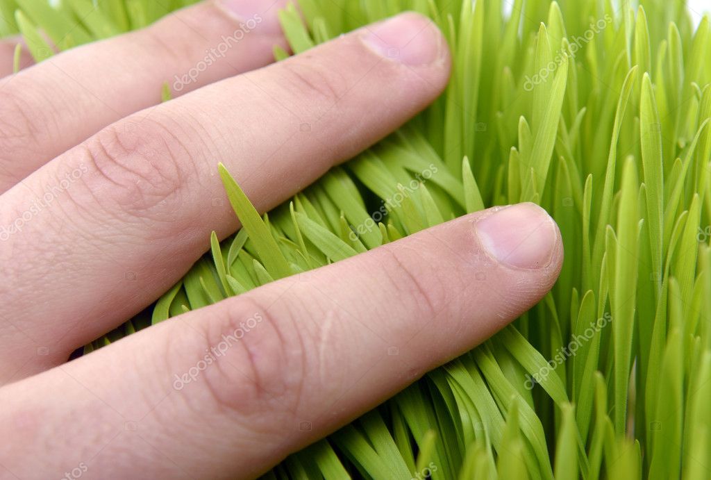 Hand touch grass Stock Photo by ©Taden1 2650576