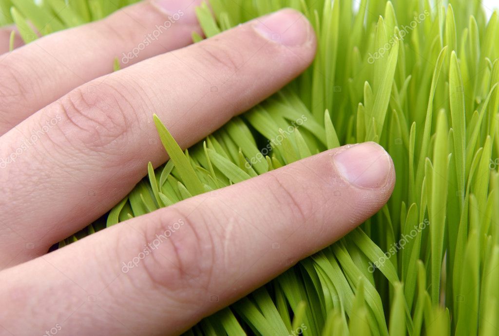 Hand touching grass stock photo. Image of stem, growing - 39121604