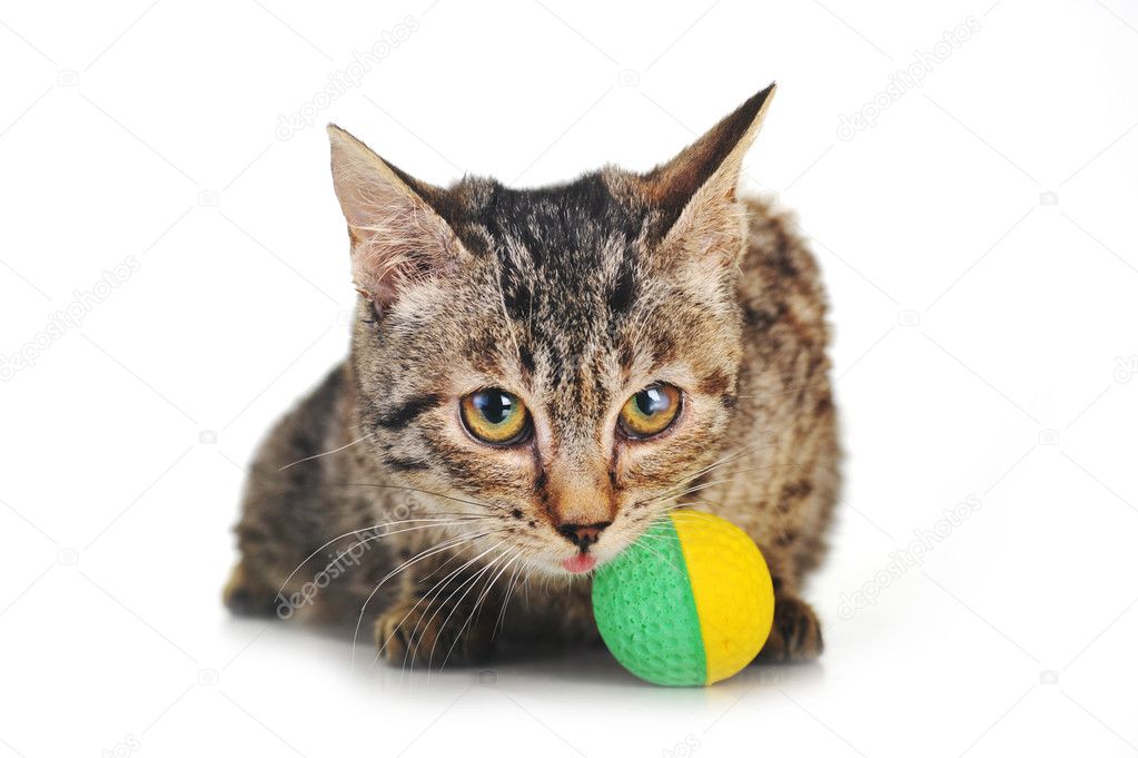 kitten giggle ball