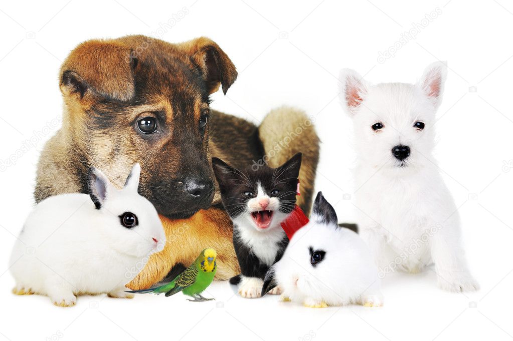 Touhou gusto vender Perro gato conejo fotos de stock, imágenes de Perro gato conejo sin  royalties | Depositphotos