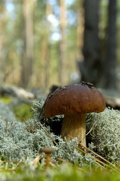 stock image Mushroom