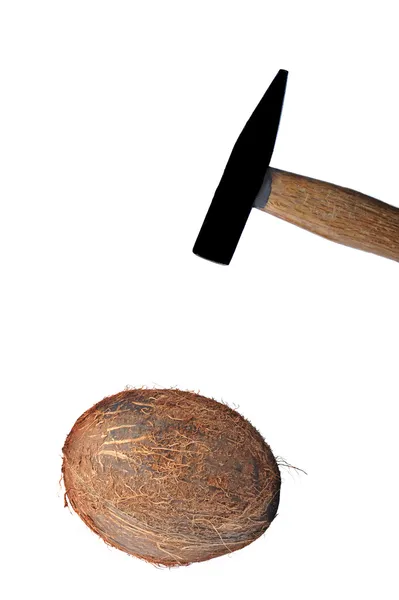 Hamer sobre coco — Foto de Stock