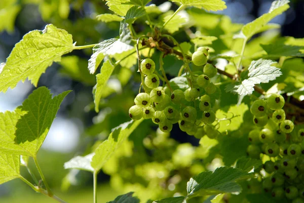 Green currant — Stock Photo, Image