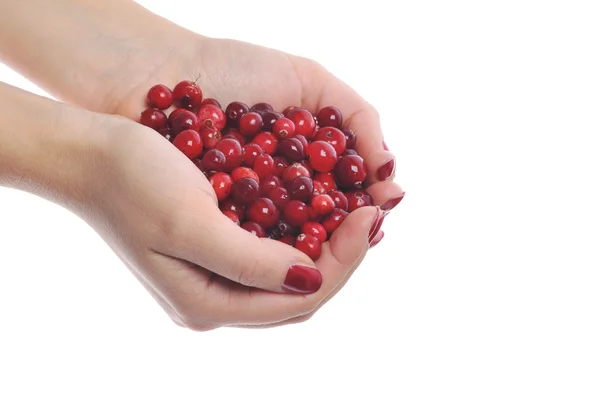 Kvinde hænder holder cranberrys - Stock-foto