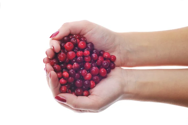 Woman hands holding cranberrys — Stock Photo, Image