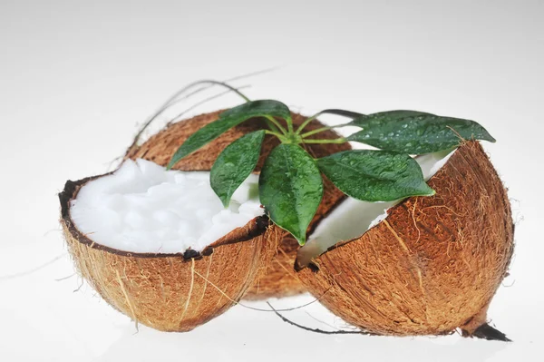 Olej kokosowy i liści — Zdjęcie stockowe