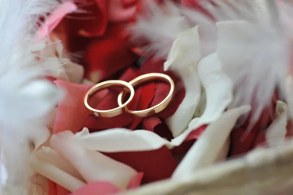 Petali e anelli di rose — Foto Stock