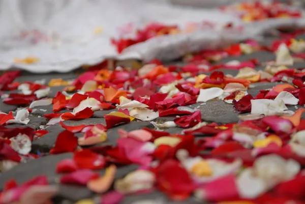 Rose petals on ground — Stock Photo, Image
