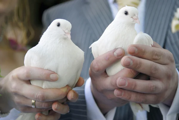 Пара голубів — стокове фото