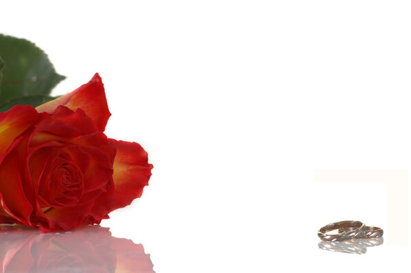 Красная роза с кольцами
