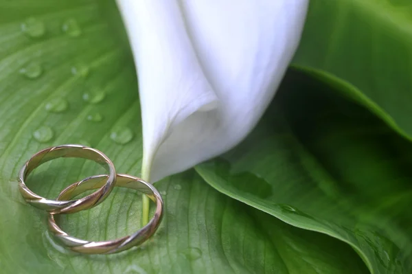 Calla lily a snubní prsteny — Stock fotografie