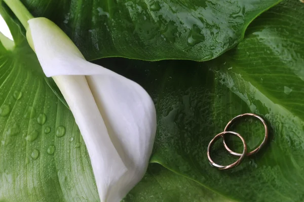 Calla lily a snubní prsteny — Stock fotografie