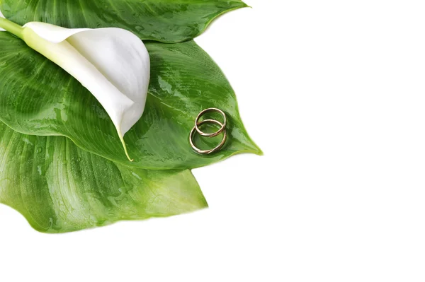 Calla lily and wedding rings — Stock Photo, Image