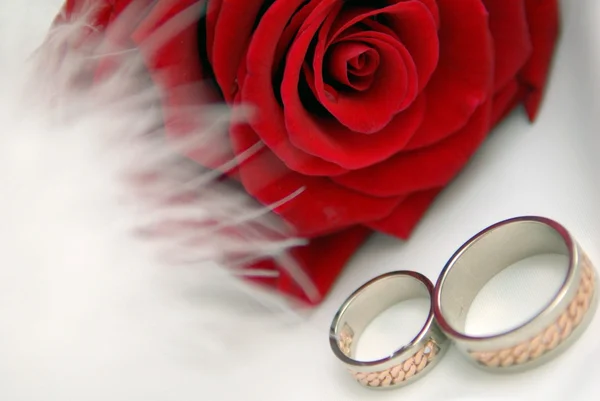 Rosa roja con anillos — Foto de Stock