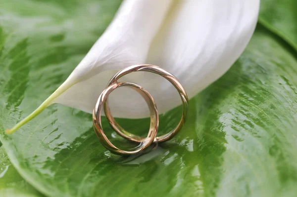 Калла Лили и обручальные кольца — стоковое фото