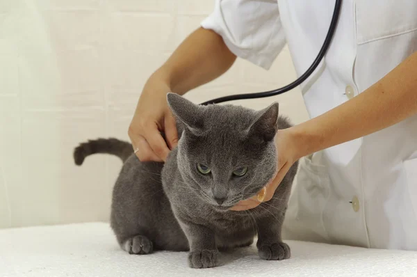 Katt och kvinna läkare bär stetoskop — Stockfoto