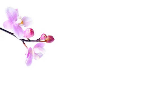 Bunga anggrek yang indah terisolasi — Stok Foto