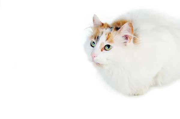 Valkoinen kissa russet tahrat — kuvapankkivalokuva