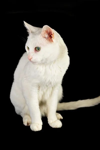 Білий домашньої кішки — стокове фото