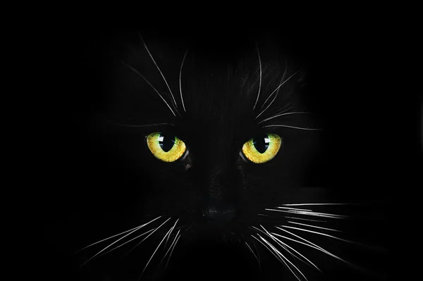 Fekete macska — Stock Fotó