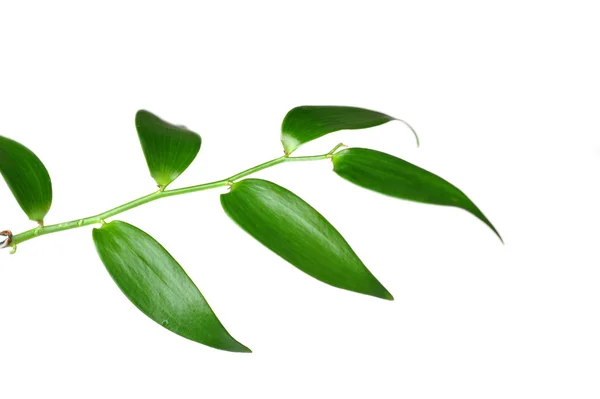 Gałąź zielonych liści — Zdjęcie stockowe
