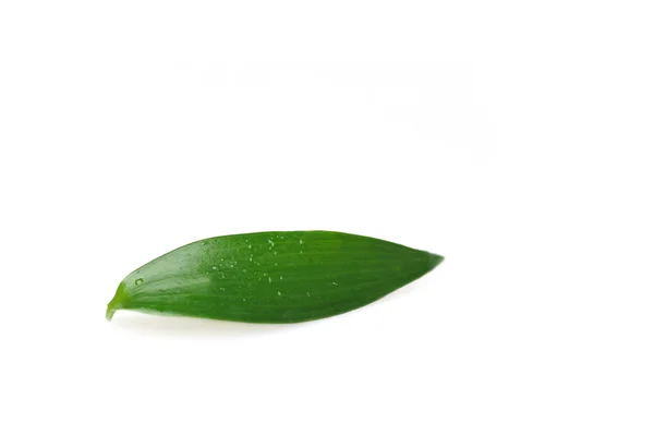 水滴付きの葉 — ストック写真