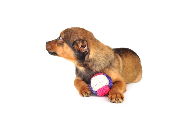 Pes s míčem — Stock fotografie