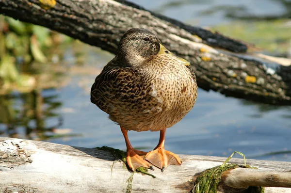 Um pato senta-se num tronco — Fotografia de Stock