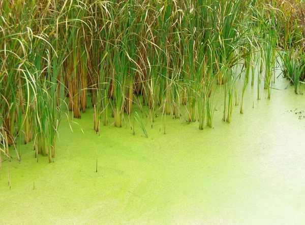 stock image Swamp water and reeds