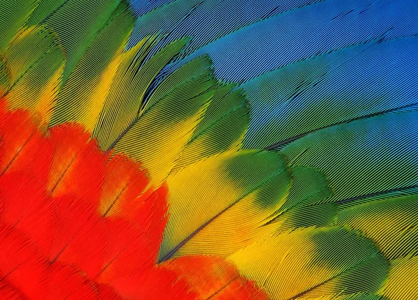 Пір'я папуга ара — стокове фото
