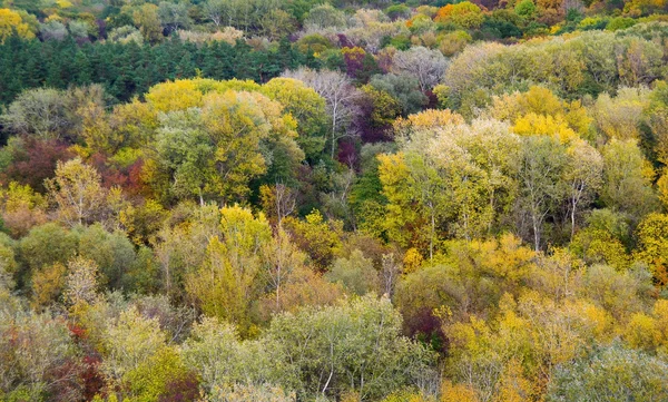 stock image Colorful foliage in autumn