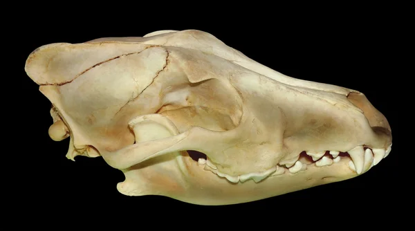 Lebka vlka — Stock fotografie