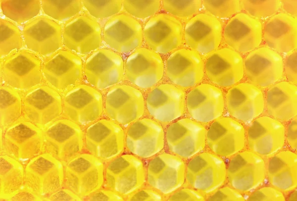 Bee honey background
