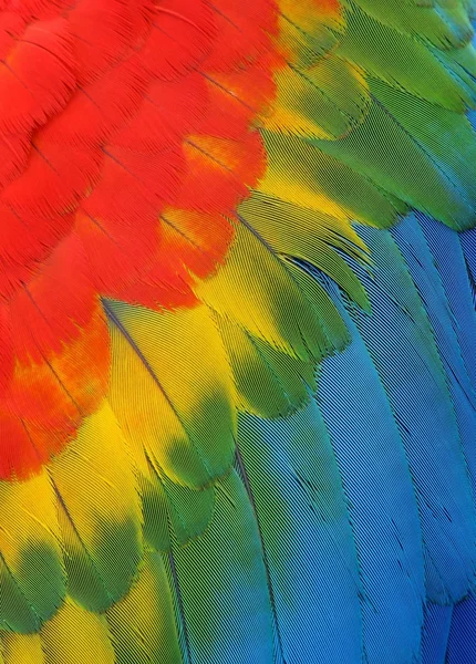 Papuga pierze — Zdjęcie stockowe