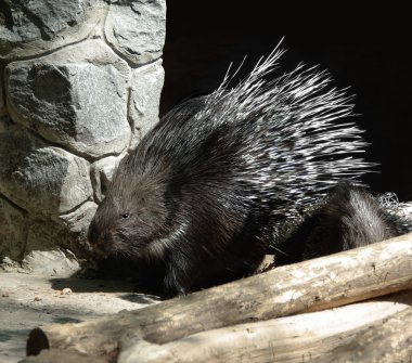 Porcupine clipart