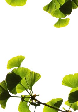 Ginkgo biloba leaves clipart
