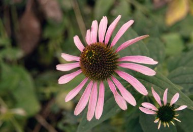 Echinacea purpurea