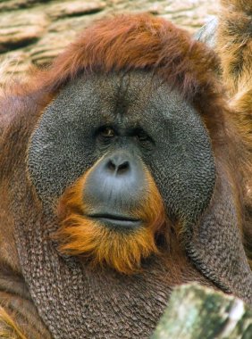 orangutan