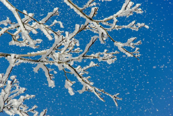 stock image Tree with white snow