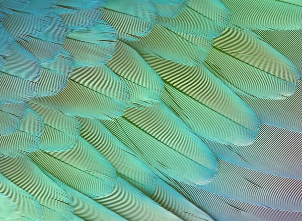 Texture feathers background — Stock Photo, Image