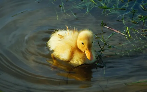 Küçük sevimli ördek yavrusu — Stok fotoğraf